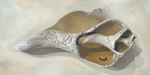 See Shell